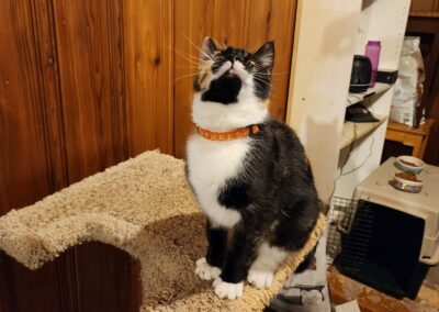 Patches – Adoption Pending