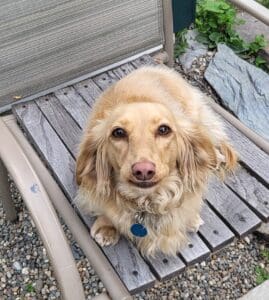 Rosie is a local Cranbrook racer. She was originally called Princess, but her owners/servants, trying to encourage humility, changed her name to Rosie. This is Rosie's first race. She believes her destiny is to be the winner of the Wiener.