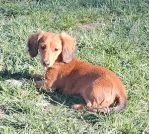 Ms. Belle Barkalot is a pint-sized wiener dog with a big personality. Equal parts cuddly and timid, she prefers a cozy lap over chaos—unless there’s something to bark at. With a surprisingly sassy edge, Belle keeps her humans on their toes, especially when defending her domain with her favorite pastime: barking (a lot). Don’t let her small size fool you—this dachshund diva has the heart of a lion and the bark to match.