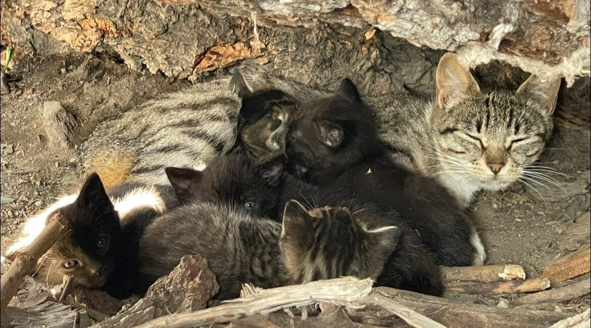 Image shows mom cat with kittens huddled outdoors
