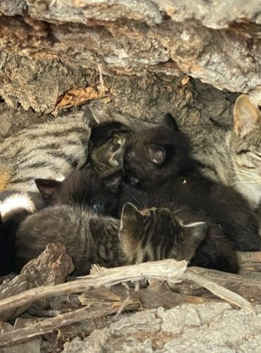 Image shows mom cat with kittens huddled outdoors